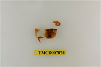 藏品(擬相手蟹)的圖片